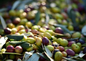 Stratejik bir konu: Türkiye’de zeytin üretimi
